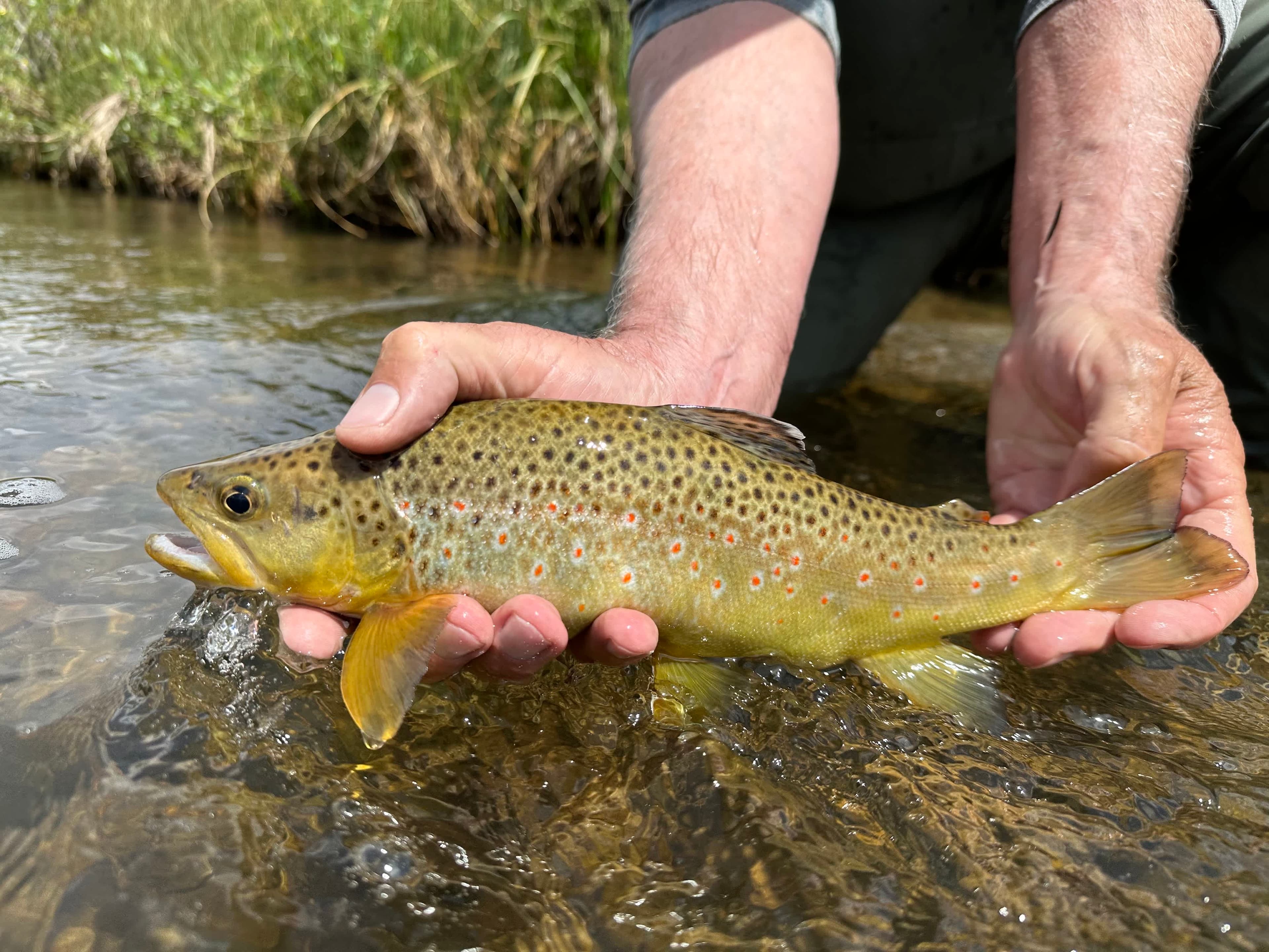 Improve your wildlife habitats